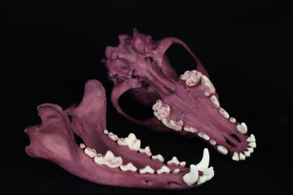 Naturally Stained Coyote Skull
