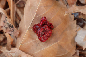 Dry Preserved Kitten Heart