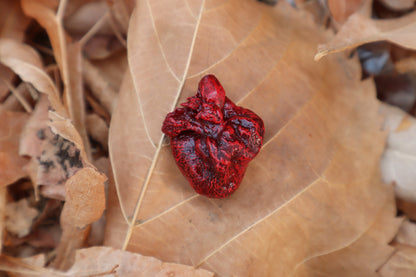 Dry Preserved Kitten Heart