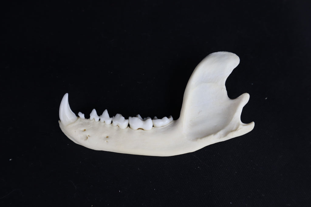 Raccoon Mandible - Partial Craft Quality