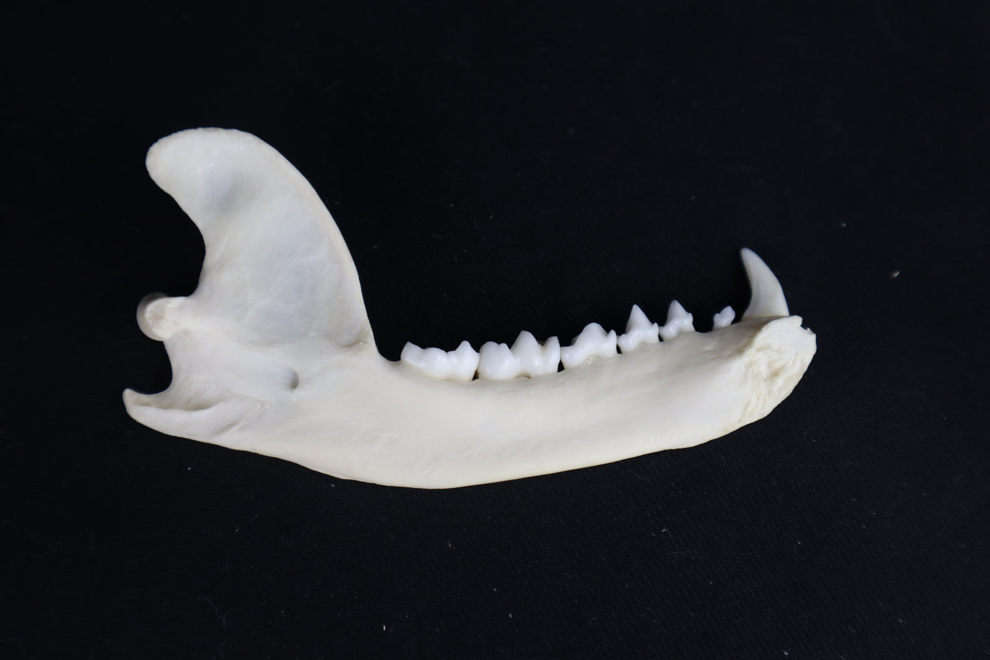 Raccoon Mandible - Partial Craft Quality
