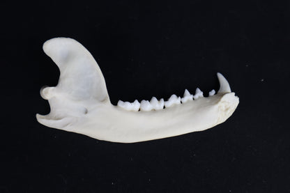 Raccoon Mandible - Partial Craft Quality