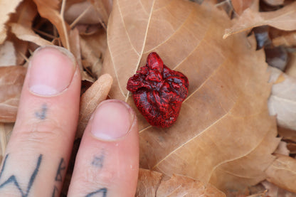 Dry Preserved Kitten Heart