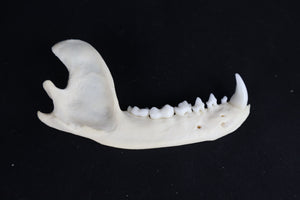 Raccoon Mandible - Partial Craft Quality