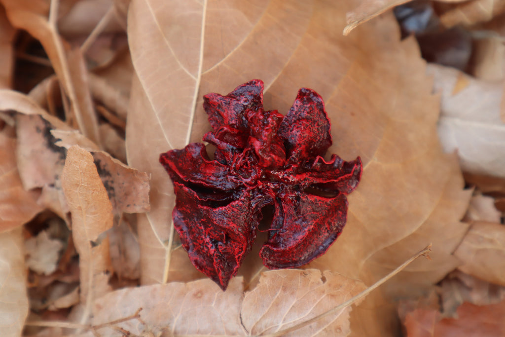 Dry Preserved Kitten Lungs