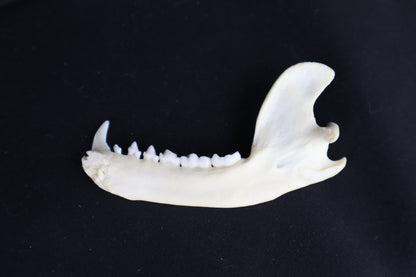 Raccoon Mandible - Partial Craft Quality