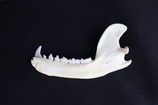 Raccoon Mandible - Partial Craft Quality