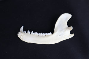 Raccoon Mandible - Partial Craft Quality