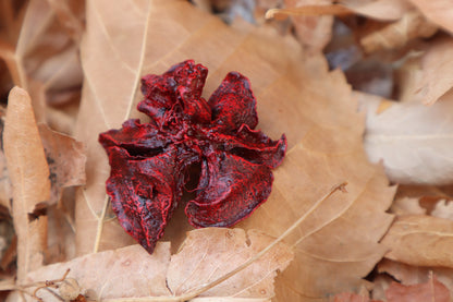 Dry Preserved Kitten Lungs