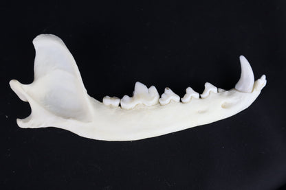 Coyote Mandible - Partial Craft Quality