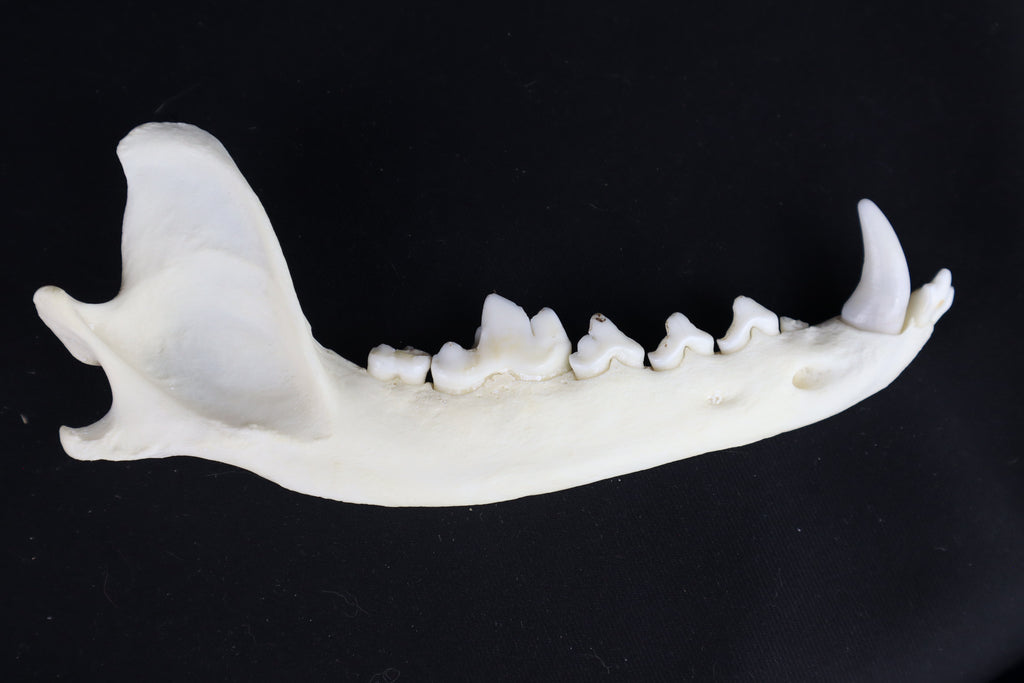 Coyote Mandible - Partial Craft Quality