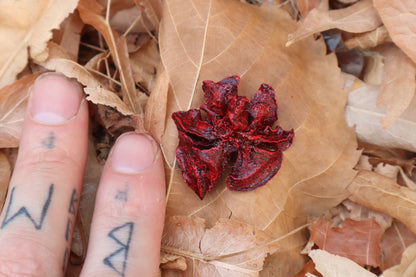 Dry Preserved Kitten Lungs