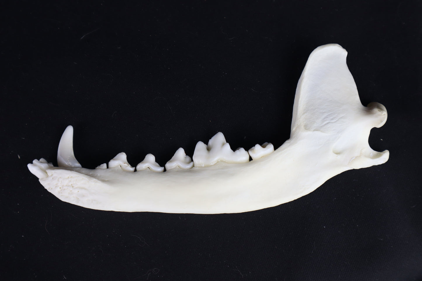 Coyote Mandible - Partial Craft Quality