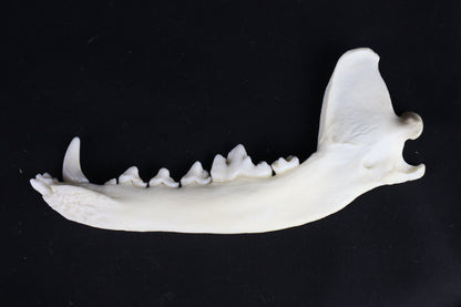 Coyote Mandible - Partial Craft Quality