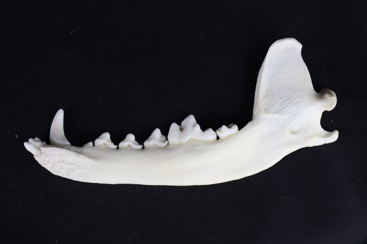 Coyote Mandible - Partial Craft Quality