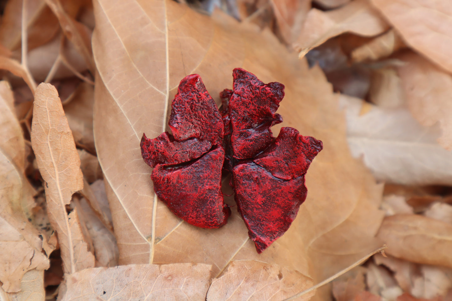 Dry Preserved Kitten Lungs