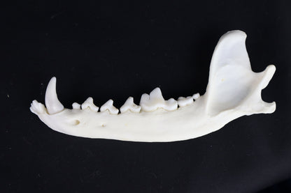 Coyote Mandible - Partial Craft Quality