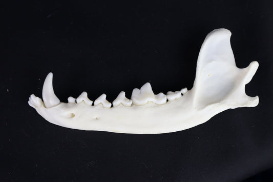 Coyote Mandible - Partial Craft Quality