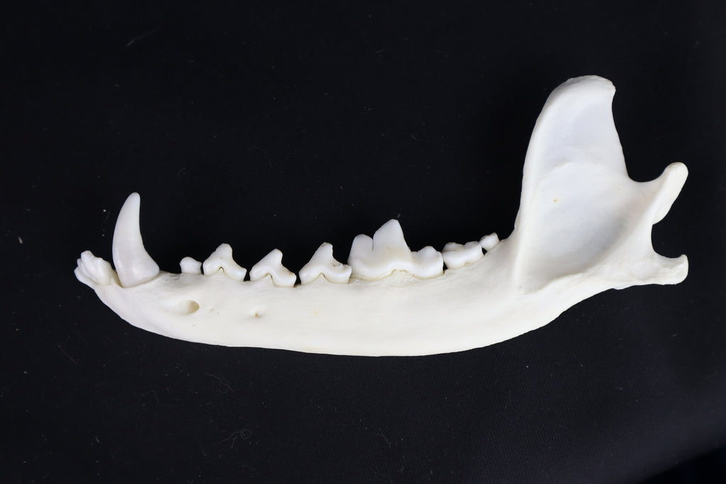 Coyote Mandible - Partial Craft Quality