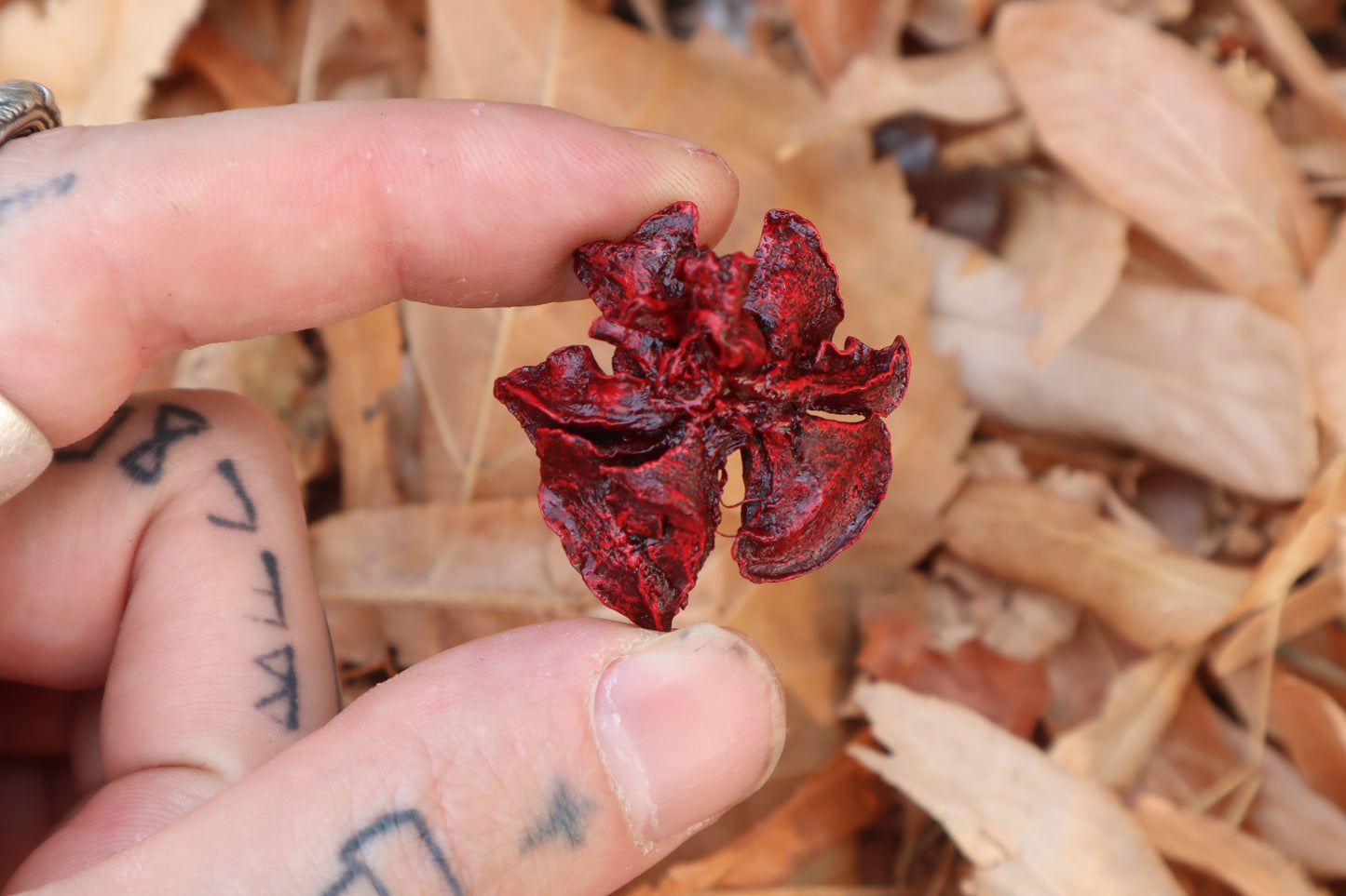 Dry Preserved Kitten Lungs