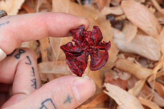 Dry Preserved Kitten Lungs
