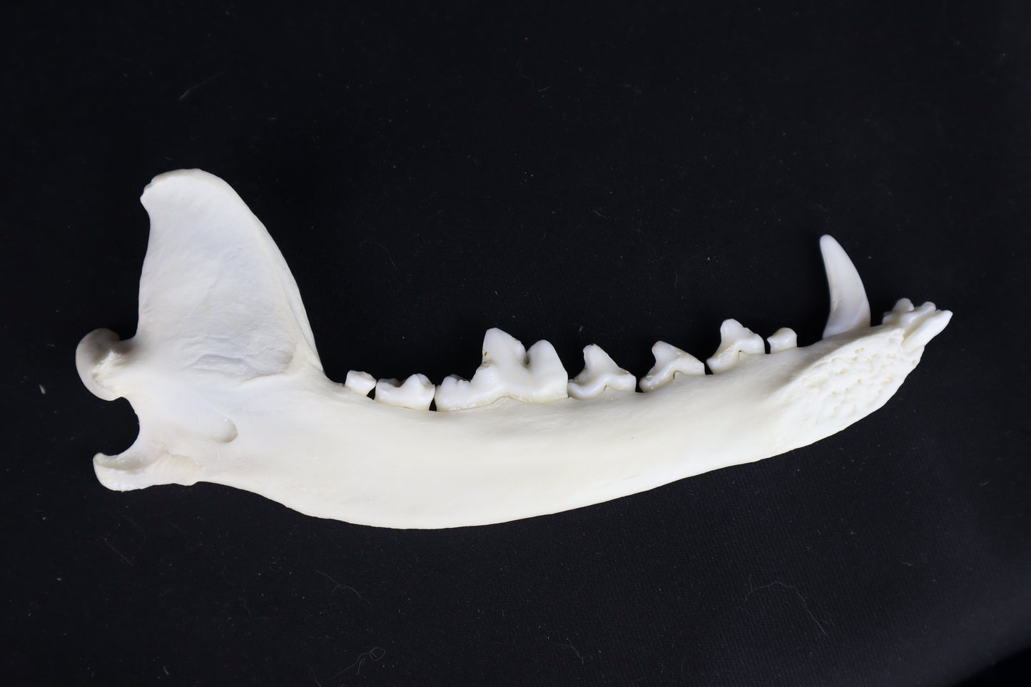 Coyote Mandible - Partial Craft Quality