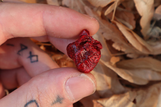 Dry Preserved Kitten Heart
