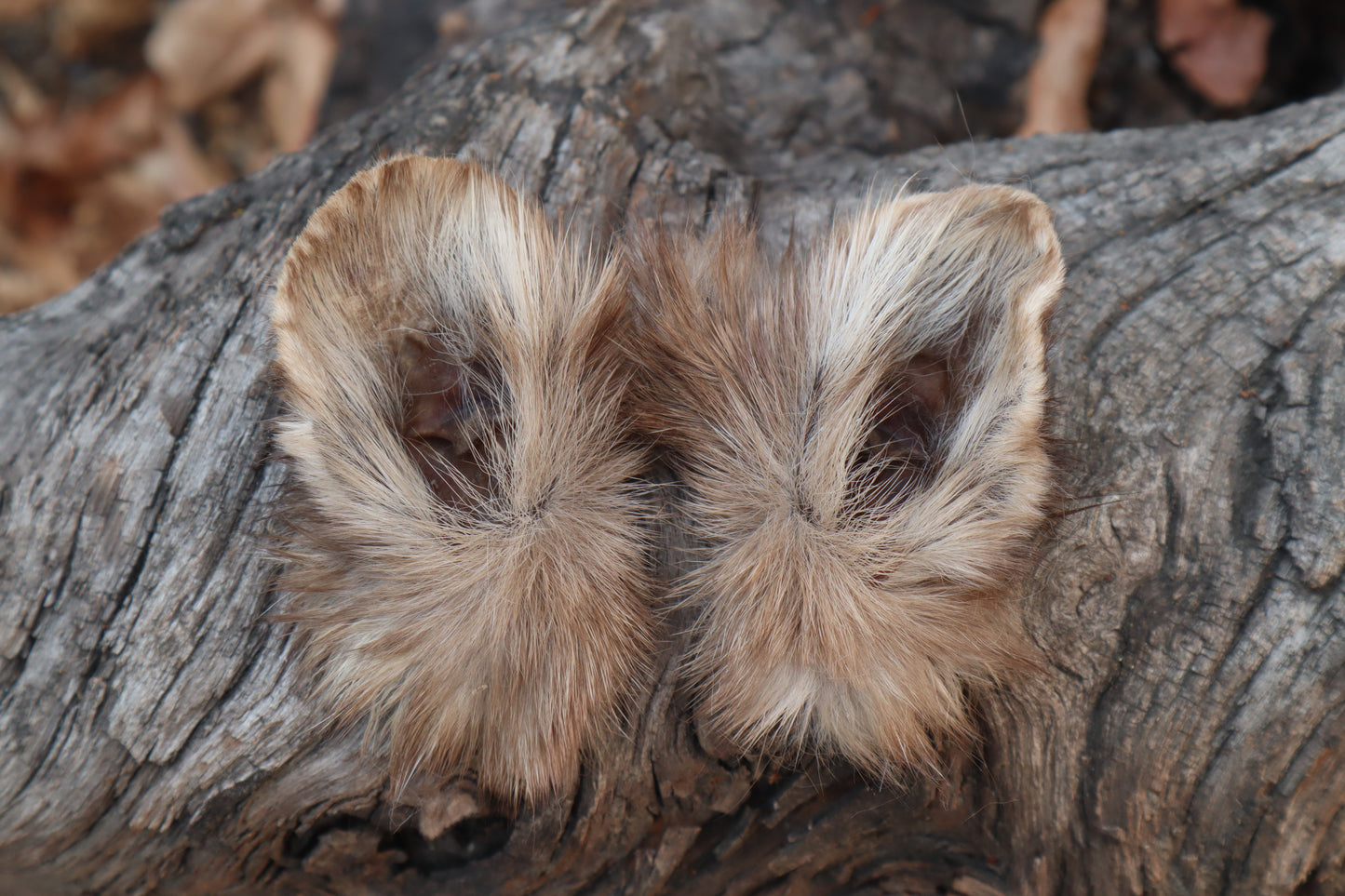 Reserved for Julienne - Dry Preserved Pine Marten Ears