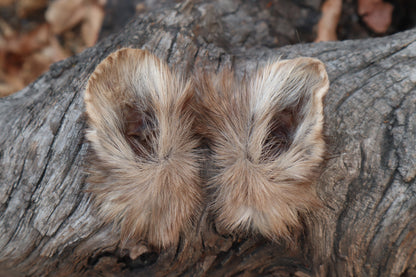 Reserved for Julienne - Dry Preserved Pine Marten Ears