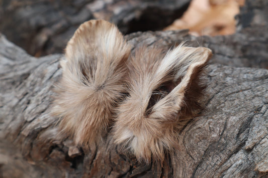 Reserved for Julienne - Dry Preserved Pine Marten Ears