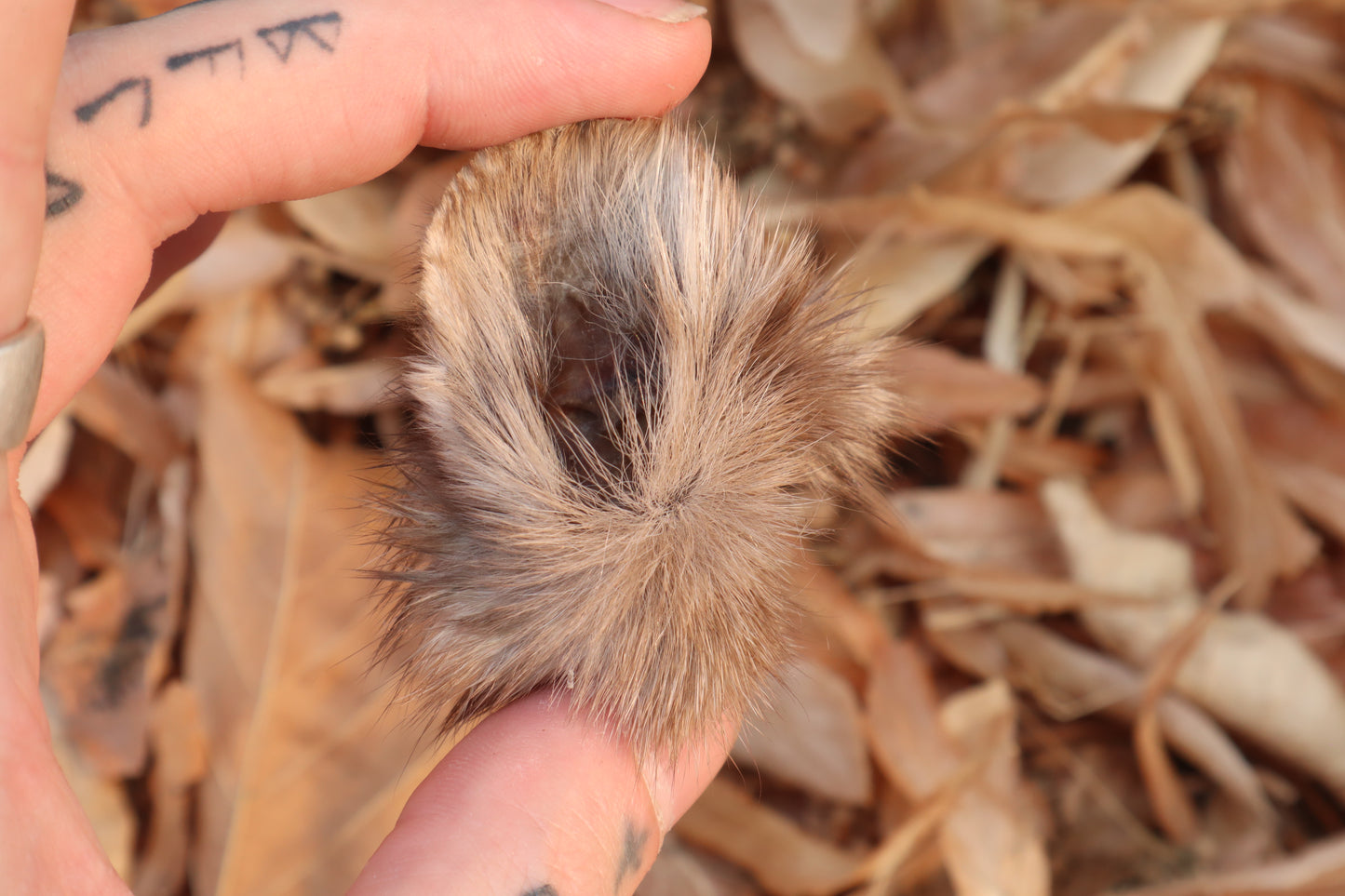 Reserved for Julienne - Dry Preserved Pine Marten Ears