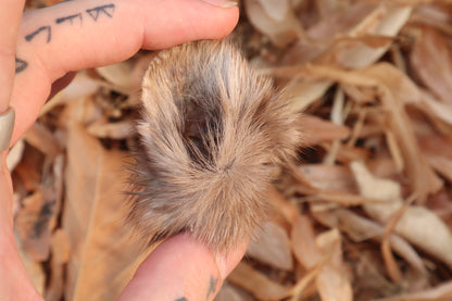 Reserved for Julienne - Dry Preserved Pine Marten Ears