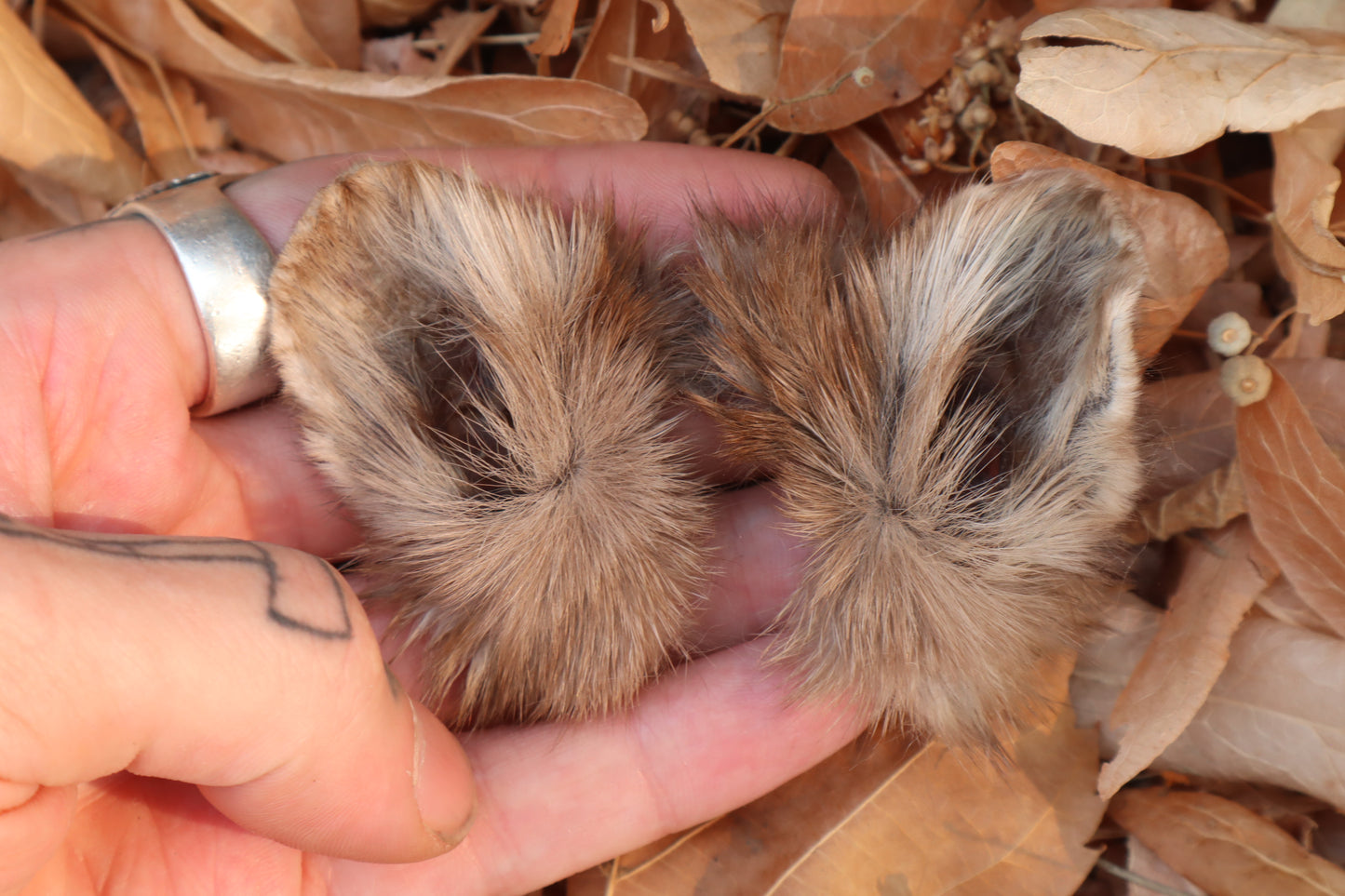 Reserved for Julienne - Dry Preserved Pine Marten Ears