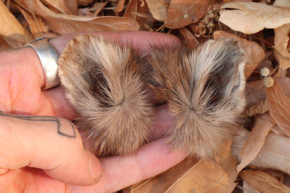 Reserved for Julienne - Dry Preserved Pine Marten Ears
