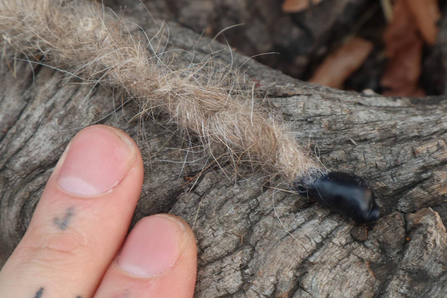 Mountain Lion Fur Braid