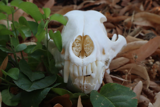 Geriatric Coyote Skull