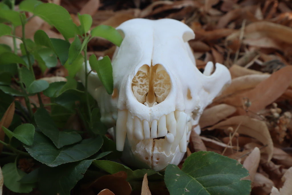 Geriatric Coyote Skull
