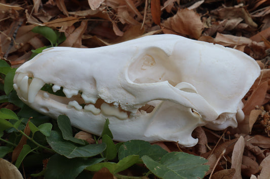 Geriatric Coyote Skull