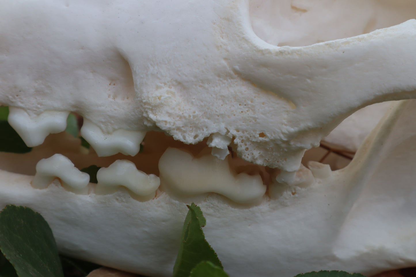 Geriatric Coyote Skull