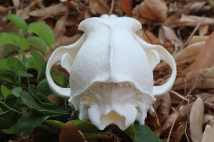 Geriatric Coyote Skull