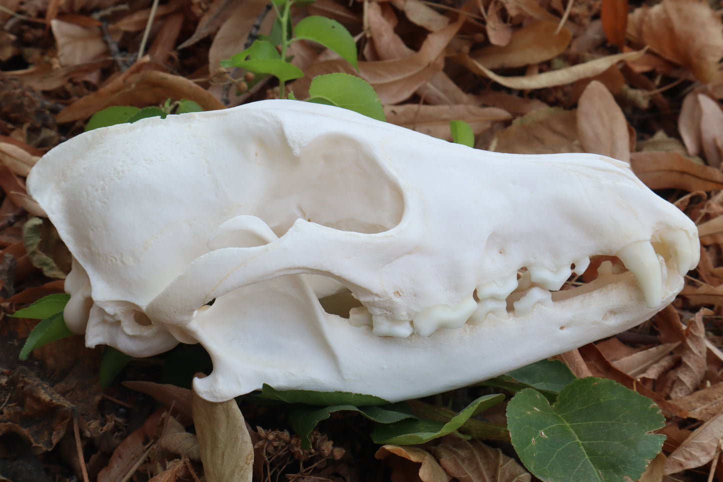 Geriatric Coyote Skull