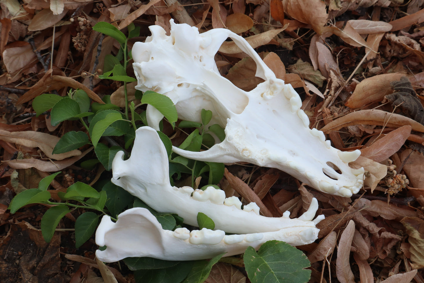 Geriatric Coyote Skull