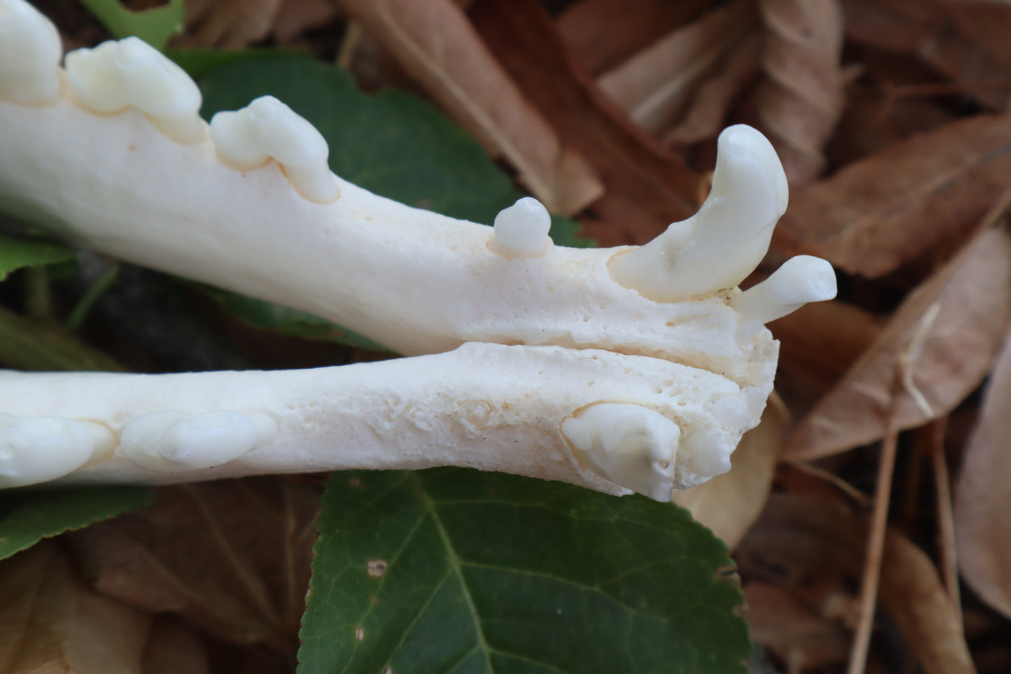 Geriatric Coyote Skull