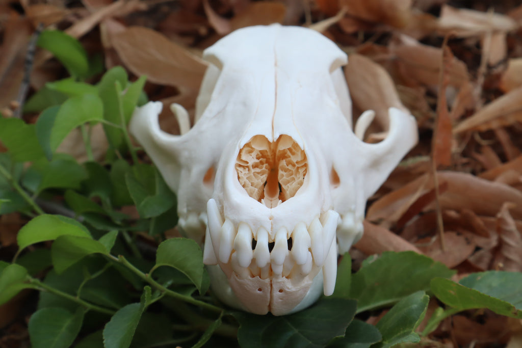 Pathological Coyote Skull