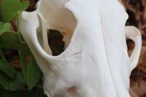 Pathological Coyote Skull