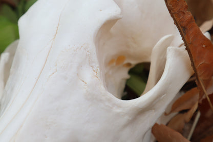 Pathological Coyote Skull