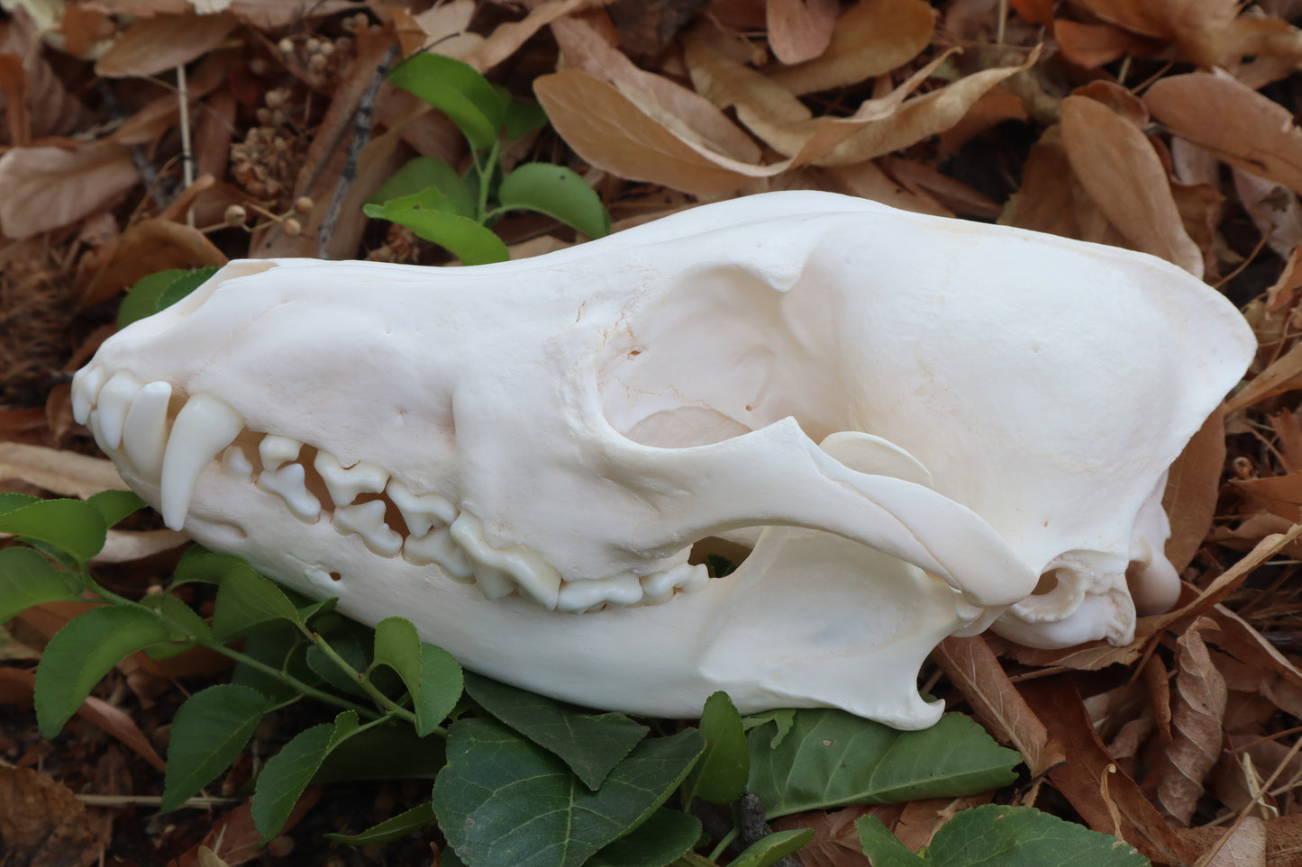 Pathological Coyote Skull
