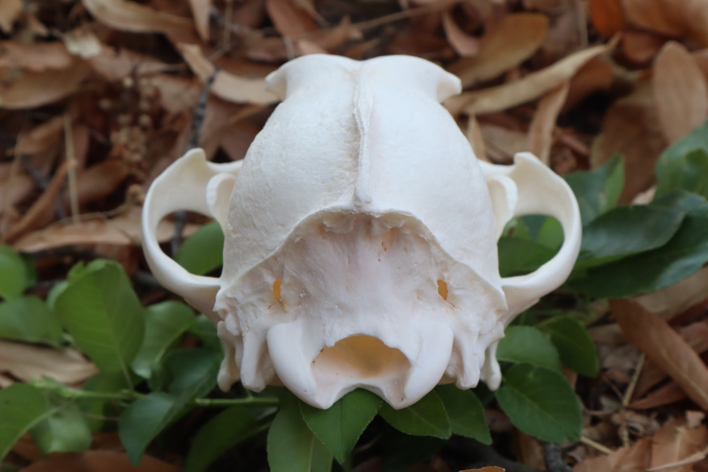 Pathological Coyote Skull