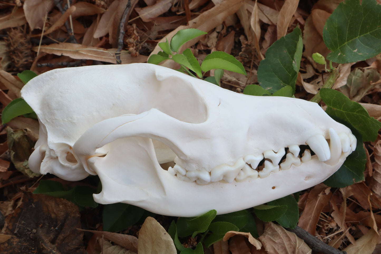 Pathological Coyote Skull