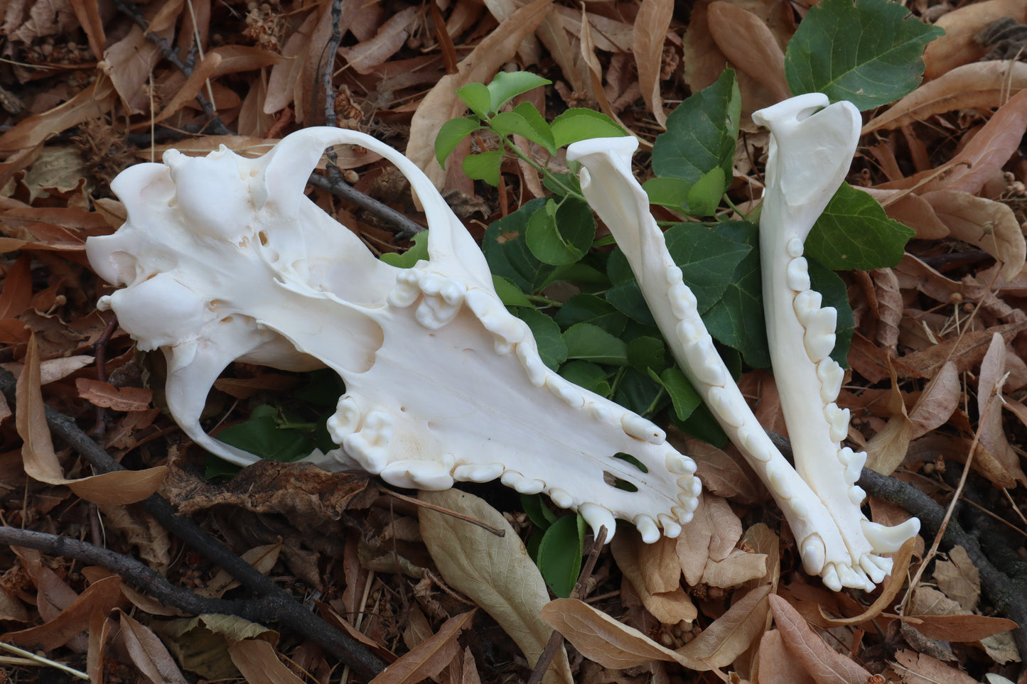 Pathological Coyote Skull